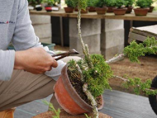 图解 演示杜松盆景怎么制作的21个过程