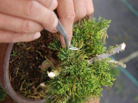 图解 演示杜松盆景怎么制作的21个过程