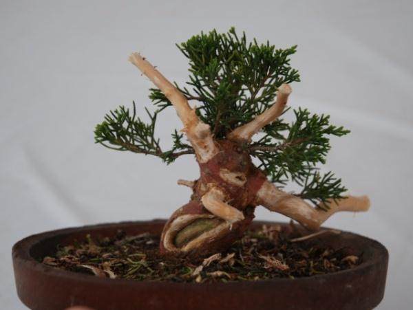 图解 演示杜松盆景怎么制作的21个过程