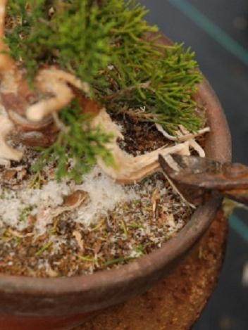 图解 演示杜松盆景怎么制作的21个过程