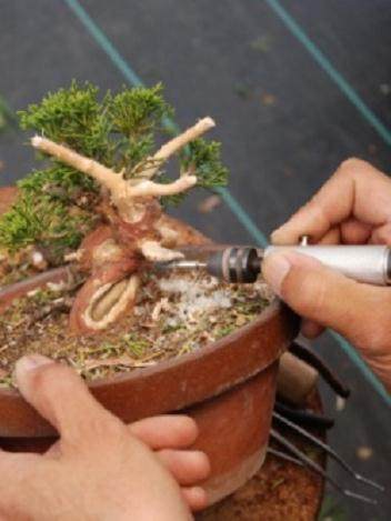 图解 演示杜松盆景怎么制作的21个过程