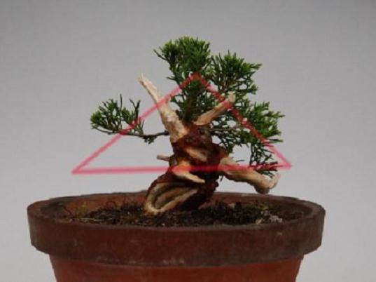 图解 演示杜松盆景怎么制作的21个过程