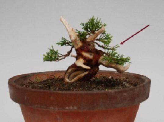 图解 演示杜松盆景怎么制作的21个过程