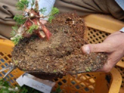 图解 演示杜松盆景怎么制作的21个过程