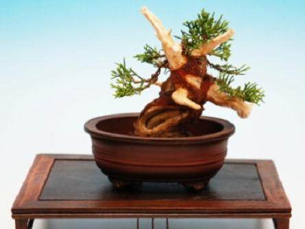 图解 演示杜松盆景怎么制作的21个过程