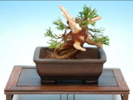 图解 演示杜松盆景怎么制作的21个过程