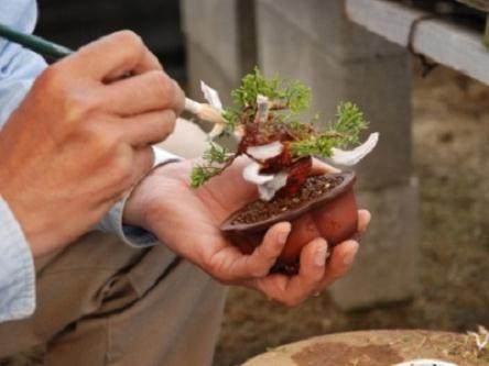 图解 演示杜松盆景怎么制作的21个过程