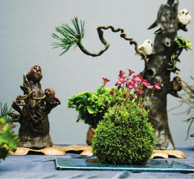 立陶宛国家盆景协会