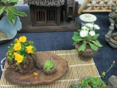 立陶宛国家盆景协会