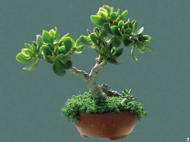 多肉植物盆景的造型与养护管理
