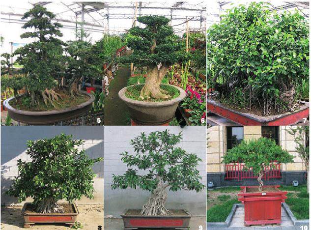 树桩盆景怎么造型的5个技巧