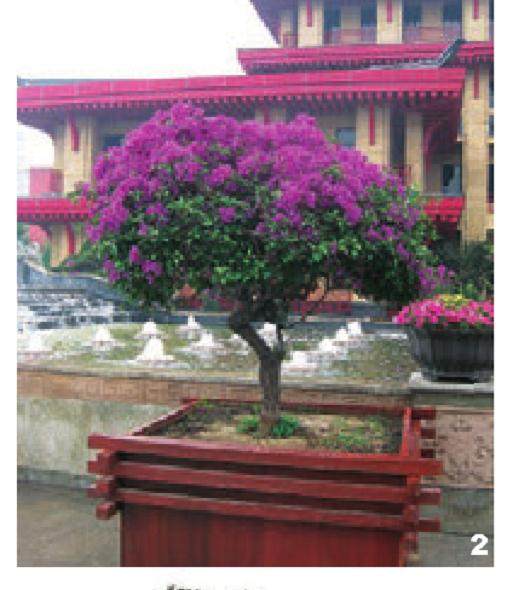 树桩盆景的造型技巧