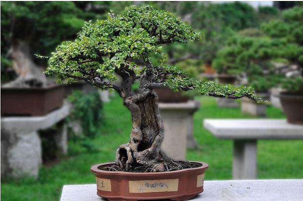 苏派盆景的历史渊源与特征分析