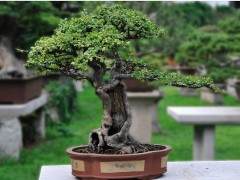 苏派盆景的历史渊源与特征分析