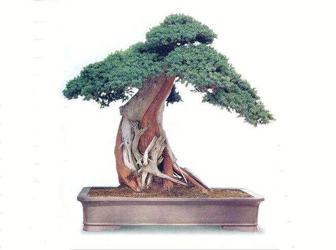 苏派盆景的现状和存在问题