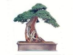 苏派盆景的现状和存在问题