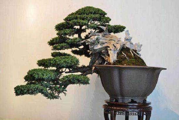 苏派盆景技艺的生产性保护和发展对策