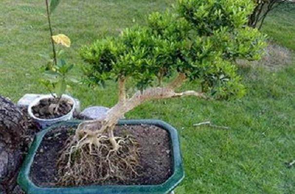 小叶黄杨盆景的制作技巧和注意事项