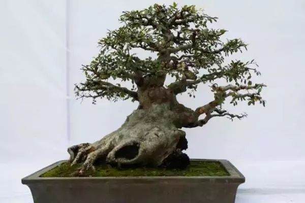 榆树盆景的制作技巧