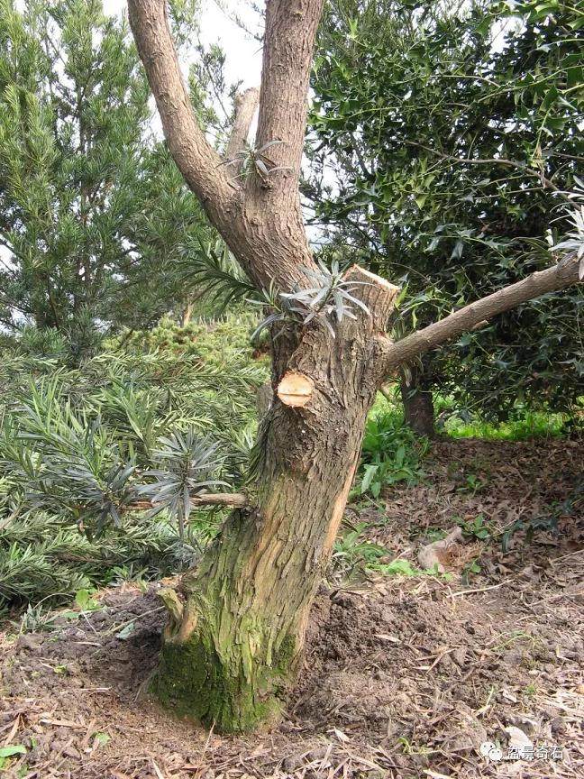 图解 罗汉松盆景怎么制作的过程