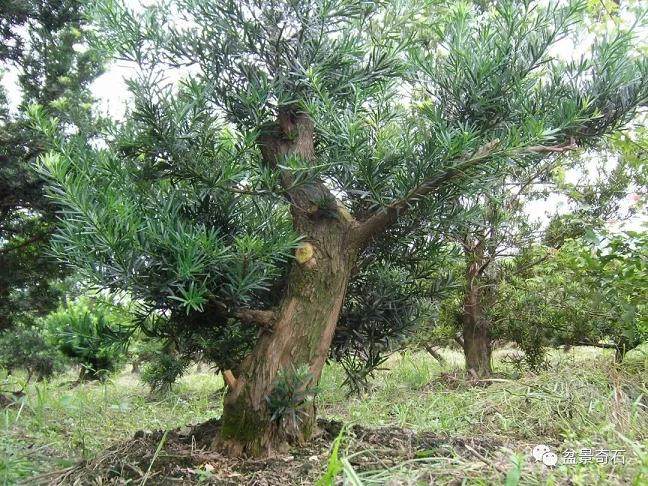 图解 罗汉松盆景怎么制作的过程