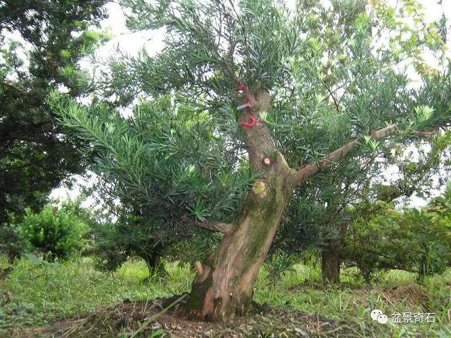 图解 罗汉松盆景怎么制作的过程