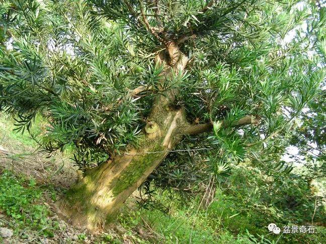 图解 罗汉松盆景怎么制作的过程