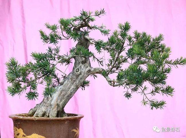 图解 罗汉松盆景怎么制作的过程