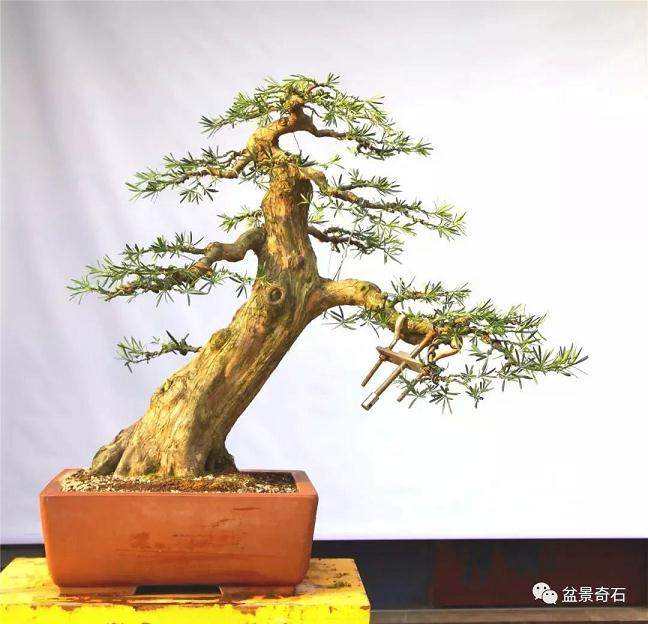 图解 罗汉松盆景怎么制作的过程