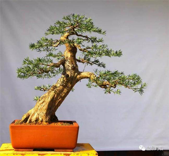 图解 罗汉松盆景怎么制作的过程