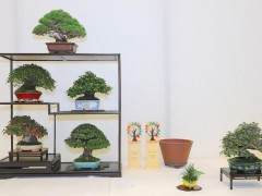 2017年欧罗巴盆景展  获奖盆景