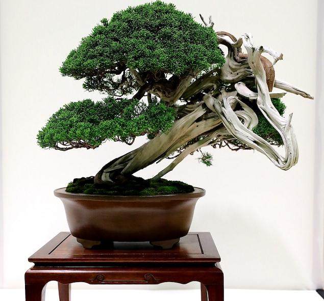 2017年欧罗巴盆景展  获奖盆景