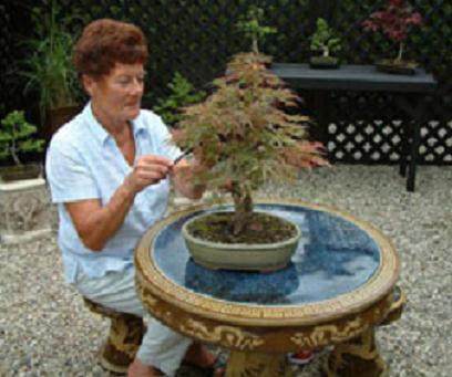 英国的樱花盆景园