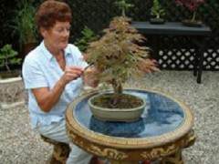 英国的樱花盆景园