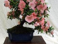 Hollow Creek网有盆景出售 需要可联系