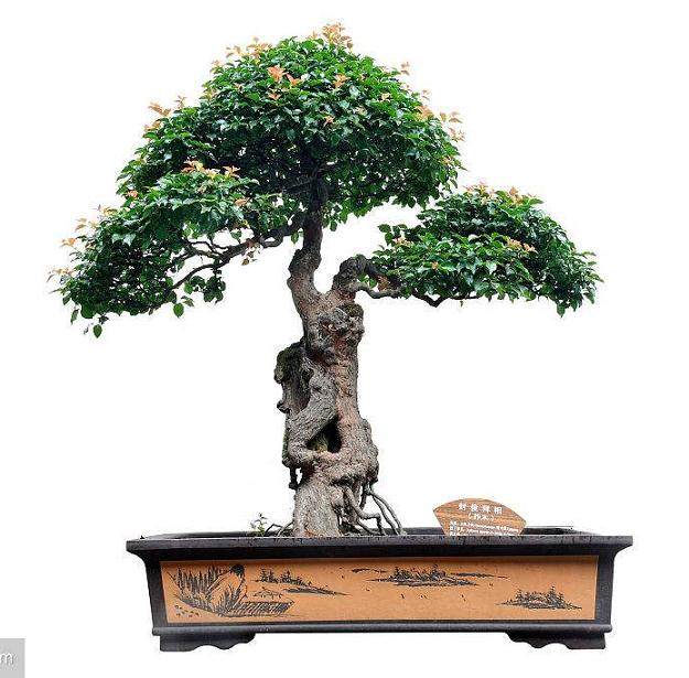 美国盆景协会董事会和官员