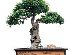 美国盆景协会董事会和官员