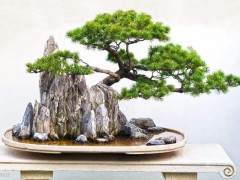 美国盆友对Kusamura盆景俱乐部的致辞