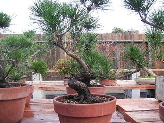 最近的制作松树盆景的工作