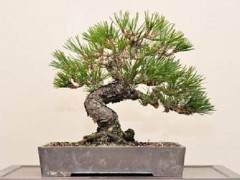 最近的制作松树盆景的工作