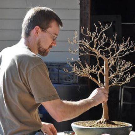 不要误会我的意思 - 专业的盆景工作可以非常有趣