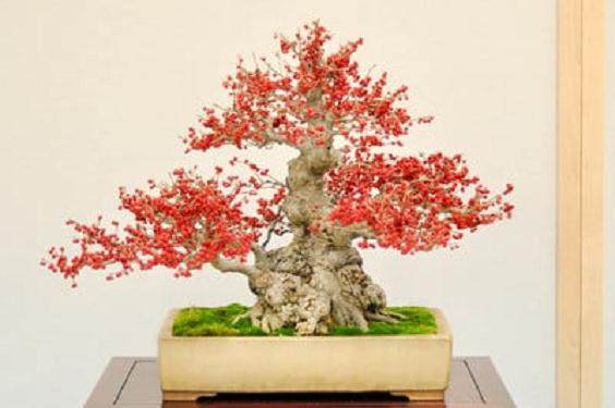 2009年 湾岛盆景协会举办第十届年度盛会