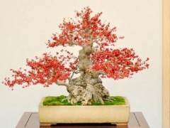 2009年 湾岛盆景协会举办第十届年度盛会