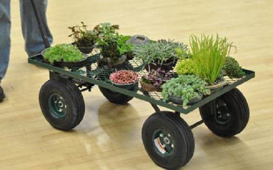 2009年 湾岛盆景协会举办第十届年度盛会