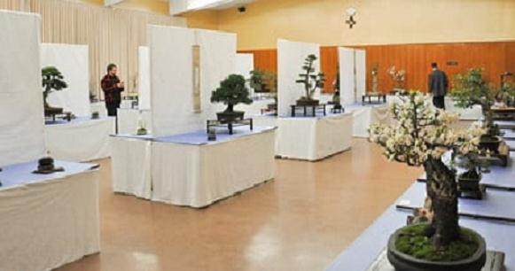 湾区盆景协会在加州奥克兰举行第27届年度展