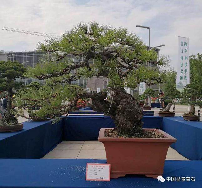 浙江长兴县首届盆景艺术展