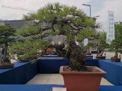 浙江长兴县首届盆景艺术展