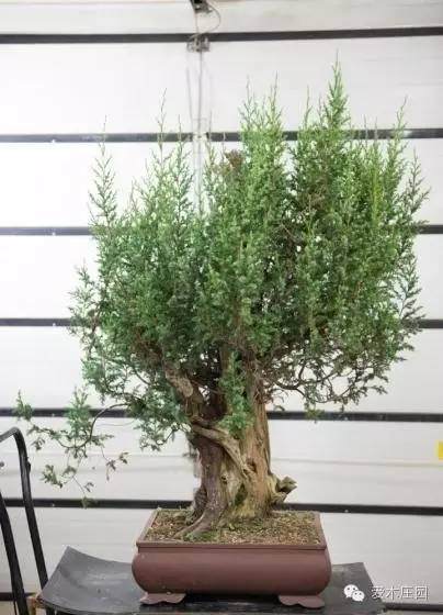 图解 刺柏盆景舍利干怎么制作的15过程