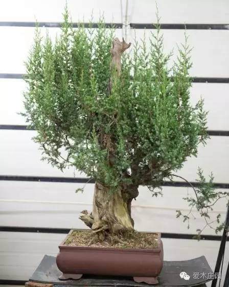 图解 刺柏盆景舍利干怎么制作的15过程
