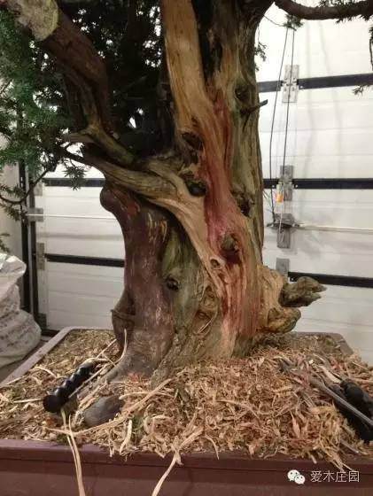 图解 刺柏盆景舍利干怎么制作的15过程